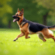 Chien berger allemand jouant dans un parc ensoleille