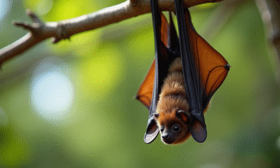 Chauve-souris suspendue à une branche en journée