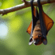 Chauve-souris suspendue à une branche en journée