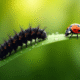 Chenille noire sur une feuille verte avec coccinelle et rosée