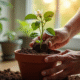 Main plantant un jasmin dans un pot en terre cuite humide